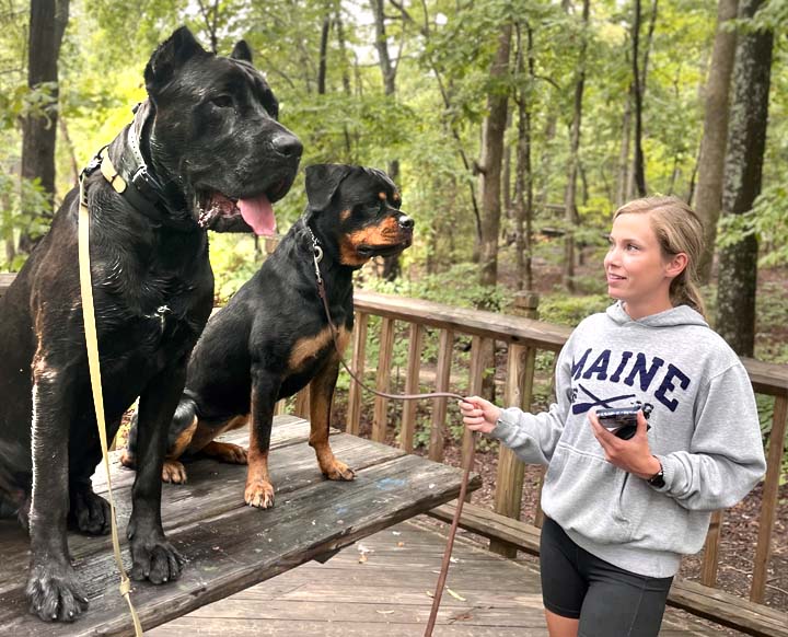 Professional Dog Trainers in Mooresville, NC Divine Canine